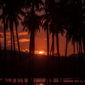 Dramatic sunset silhouette of palm trees in Andaman, India. Perfect for travel and nature themes.