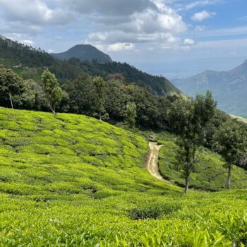 Explore the vibrant green tea fields amidst the rolling hills of Munnar, Kerala, India.